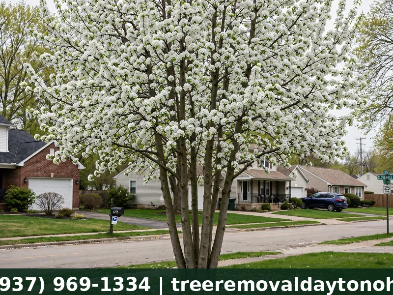 Mature Bradford pear tree in bloom with weak narrow branch unions in Centerville Ohio