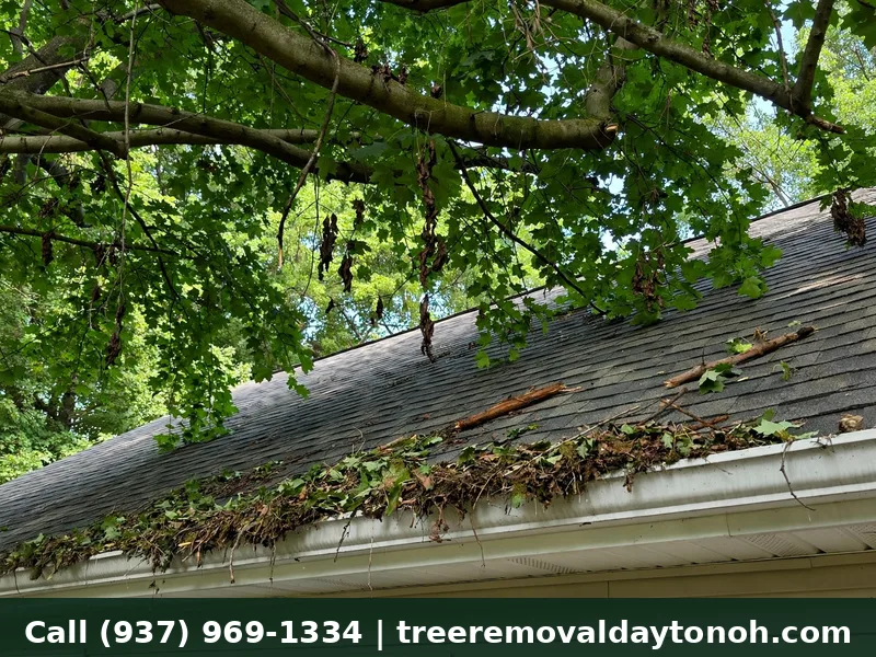 Tree branches overhanging a roof and clogging gutters in Dayton Ohio